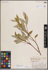 Foto von Salix farriae C. R. Ball